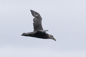 Riesensturmvogel