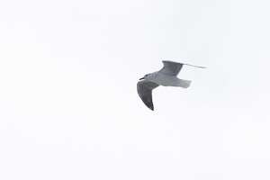 Silbersturmvogel