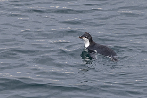 Adelie-Pinguin