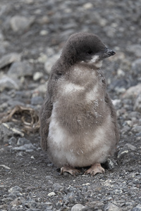 Adelie-Pinguinküken