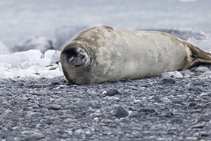 Weddellrobbe