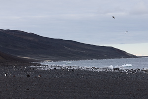 Cape Bird