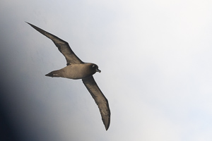 Russalbatros