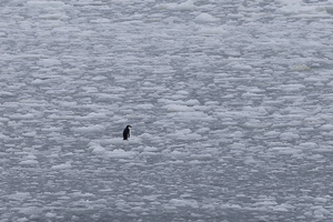 ein einsamer Pinguin