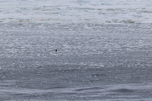 ein einsamer Pinguin