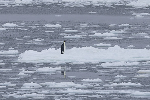 Kaiserpinguin