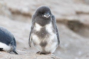 Adelie-Pinguinküken