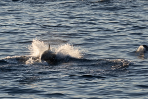 Orcas