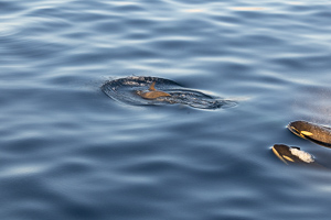 Orcas