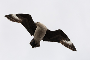 Südpolar-Skua