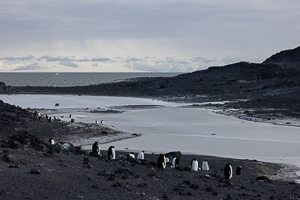 Cape Royds