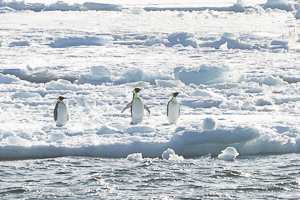 Kaiserpinguine