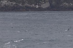 Snares Island