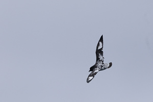 Kapsturmvogel
