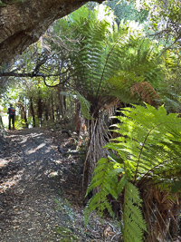 Auckland Island