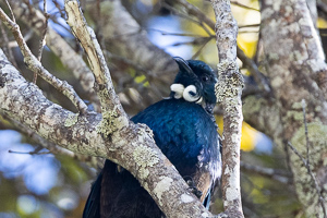 Tui-Vogel
