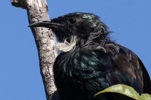 Tui-Vogel