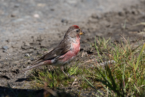 Vogel